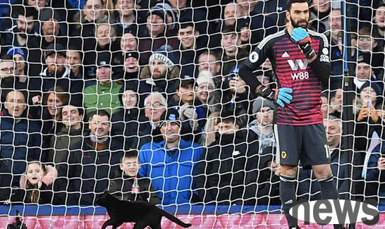 Cat trespasses on English Premier League game and takes pride in interrupting match