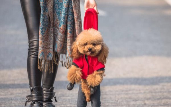 How long does it take for a dog to completely remember its owner?