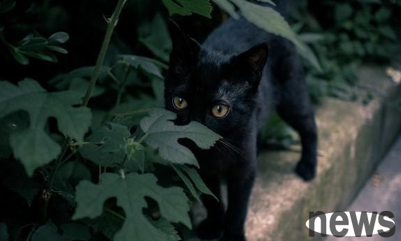 Strange things happened one after another after a man picked up a cat