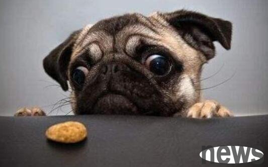 Which one has better eyesight, cats or dogs? This article reveals the secret for you!