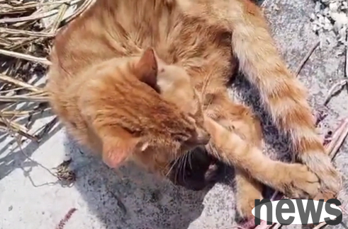 A stray cat whose leg was burned off, and maggots have begun to grow in the wound, still treats people who are close to it gently