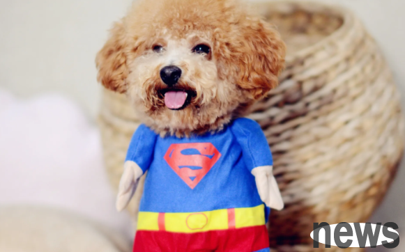 What you need to know about raising a dog: You can tell your dog’s health by looking at the color of its feces