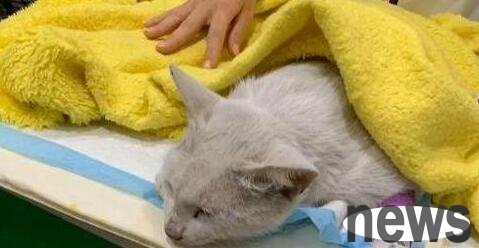 A woman fed a stray cat and finally convinced her family to adopt a cat, only to find that the cat returned to Meow Star