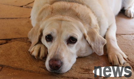 1 in 4 pets suffers from arthritis. 4 tips for early prevention