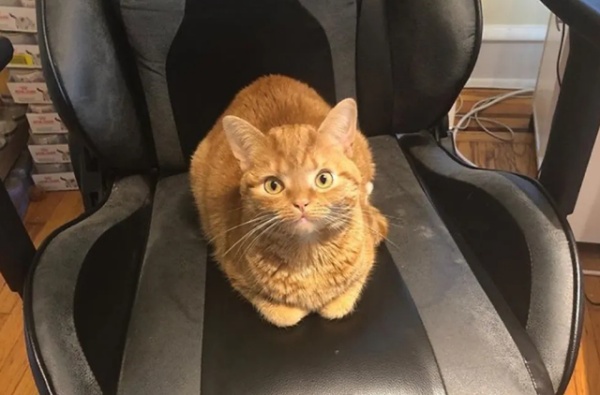 The little orange cat hugged the girl s hand tightly and refused to leave. He only wanted the girl to take it home!