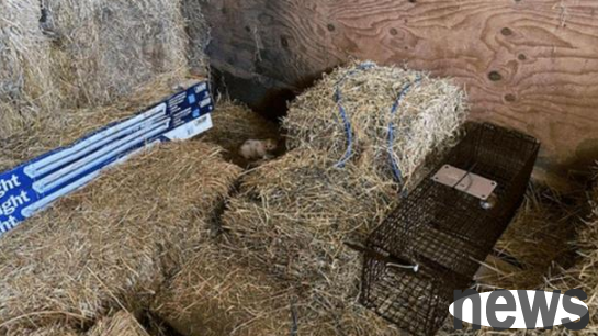 The cat mother was caught stealing with her two babies, and she had no money. The man said: Let’s keep the two kittens to pay off the debt!