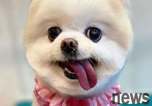 Squirrel dog died after undergoing pyometra surgery. Three days later, it went home to use the toilet