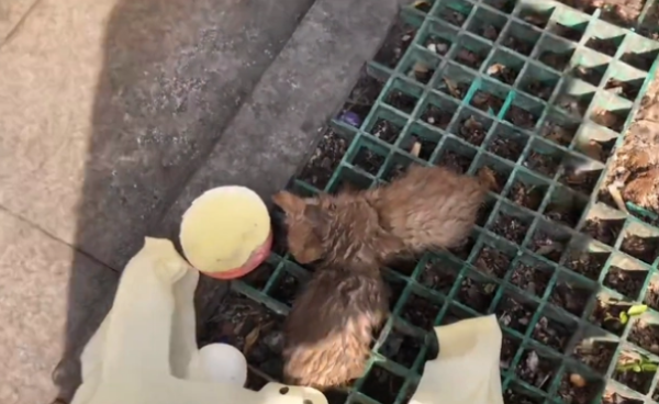 The cute little kittens were mercilessly thrown into the trash can. They were soaked and could only tremble helplessly.