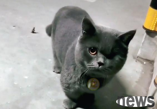 The short-legged blue cat 