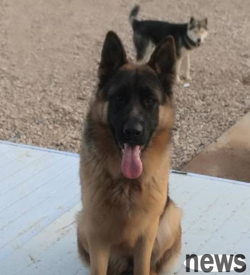 The German Shepherd guarded the door and window and refused to leave. He was worried about being 