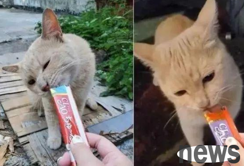 After feeding a stray cat for a few days, I suddenly lost contact with him for 3 months! When we met again, he gave me 2 mice as a thank you.