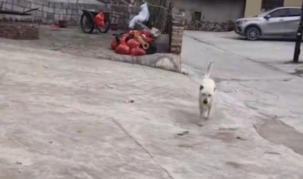 A woman in Guizhou called her dog, and the dog came home instantly after hearing the ringtone, which made people laugh.