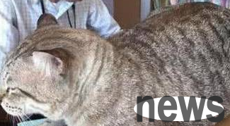 The company has a big fat cat, and employees can pet it during their breaks. Netizens: Forget about the interview!