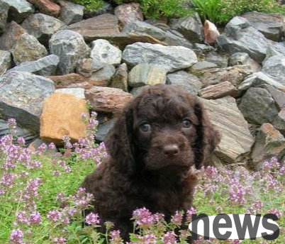Water Spaniel Puppies | American Water Spaniel Feeding Points Puppy Hygiene and Deworming