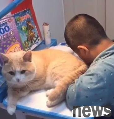 When the owner is doing homework, the cat will come over and cause trouble. The heroine: I have never seen such a shameless cat.