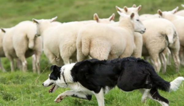 How smart are Border Collies? Not only can she herd sheep, but she can also save lives!