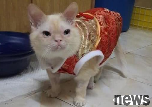 The cat looks unusual, and its owner often complains: It looks like a joke, and it also crosses borders