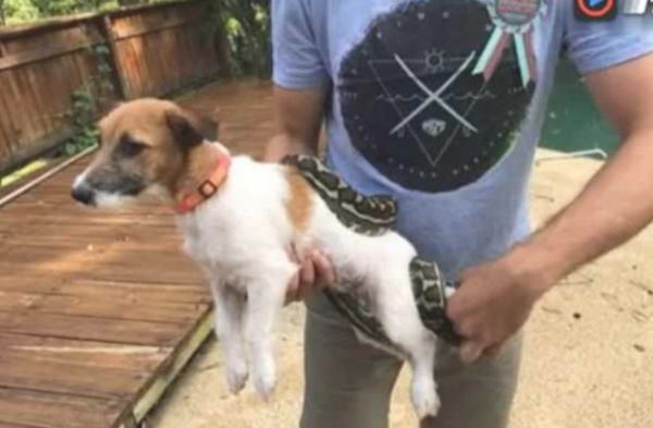 The python had swallowed the dog wildly. The clever owner shot it and the dog was successfully rescued from the snake s mouth.