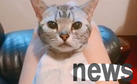 Shave your cat completely for coolness? Meow put on a bad face and asked, how can I go out to meet people?