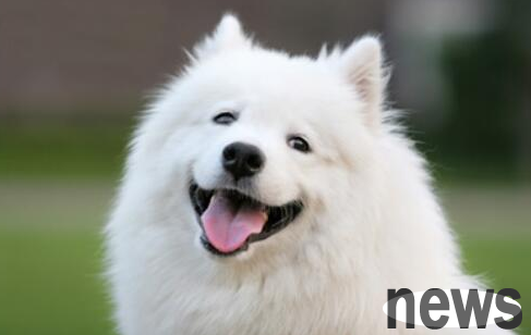 His Samoyed and his poodle gave birth to a son, and the son became a son-in-law. The owner was embarrassed and made soup to serve him.