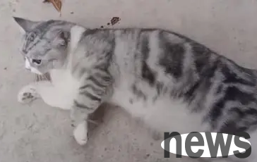 After discovering that the cat was injured after falling from a building, the owner gave up immediately