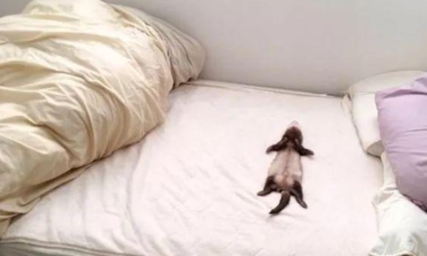 Why is there an extra ragdoll cat in the house? It makes me laugh when I look at it carefully. Find out more about pet ferrets.