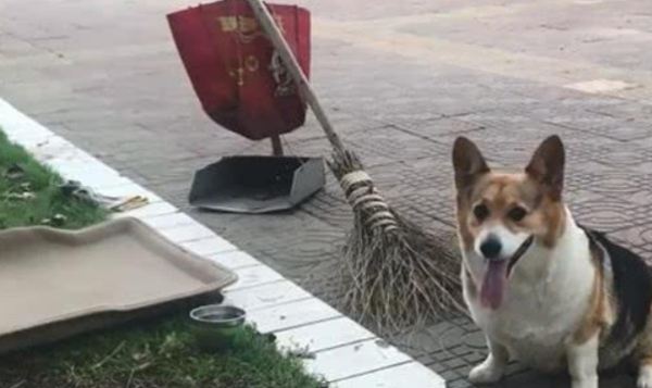 Protecting the environment is everyone’s responsibility. Dogs drag garbage trucks and clean the streets with their owners every day.