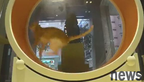 Boss s whim move proves that cats can run fast but don t last long