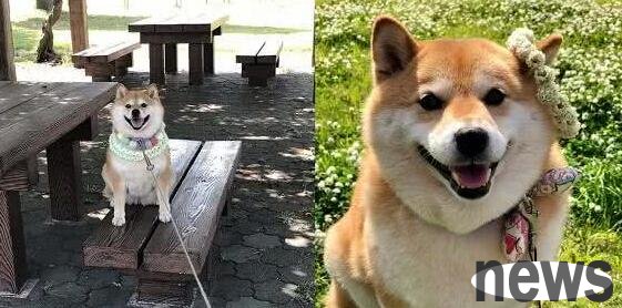 I wanted to take the dog out to bask in the sun, but the Shiba Inu was worried about getting tanned, so he hid in the shade and was lazy throughout the process.