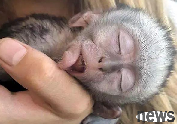 The monkey got into a car accident and was rescued and adopted by kind-hearted people. He became a family with the cat and dog, and even gave birth to a little monkey.
