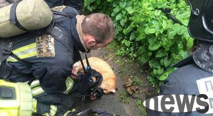 Love knows no bounds, Russian firefighters rescue cats with oxygen masks