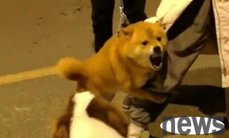 The overall strength of the Shiba Inu explains what 