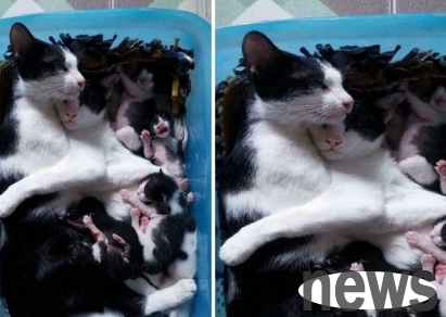 Mother cat is tired and paralyzed after giving birth to her baby. Heartwarming father cat comforts her in his arms