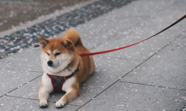 5 key points for your dog to “betray” you, Wang: If you don’t take action, you will lose your dog