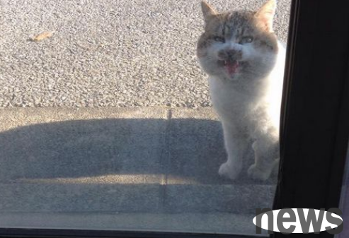 The cat who orders the store to open the door and lets him in is so domineering.