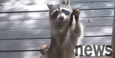 Raccoon mother knocks on the door with a small stone to beg for food and lives in harmony with the pet dog