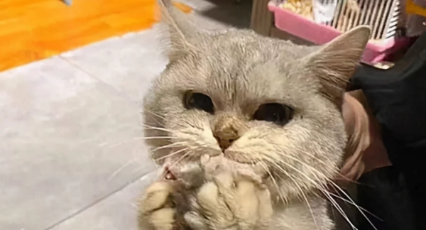 The cat was sent to a pet store. A few days later, the boss sent a message: Come and pick up your cat quickly.