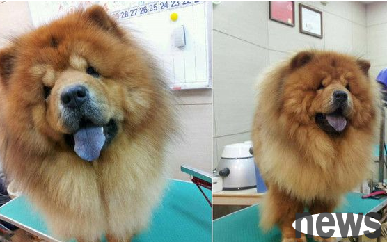 I have been dreaming of raising Chow Chows for 13 years and I suggest to the public that raising Meeks is the best option.