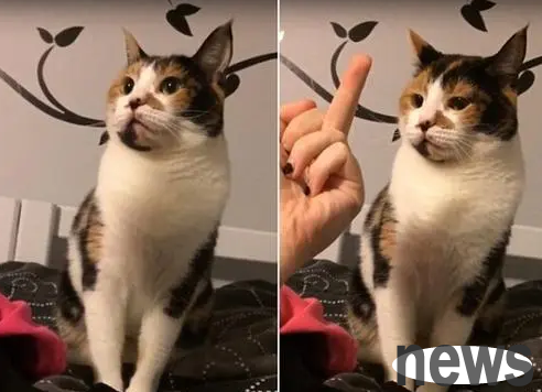 Cats with dignity | Cats defend their dignity Netizen: Cats also have dignity