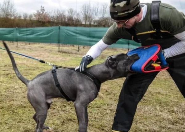 Let 7 pit bulls roam the building, scaring the neighbors to death! The owner felt aggrieved: My dog ​​doesn’t bite!