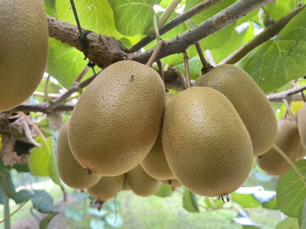 Are kiwi fruits always hard? 1 natural trick to make it soft and sweet quickly! Eat this way to get the most fiber