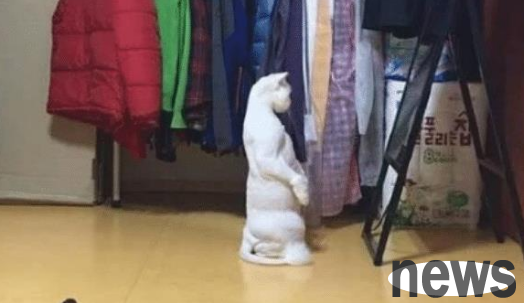 After the kitten was shaved for the season, he looked in the mirror and began to doubt whether the cat was born.