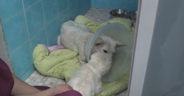 Tears! Seriously injured pastoral dog mother insists on living for her only child